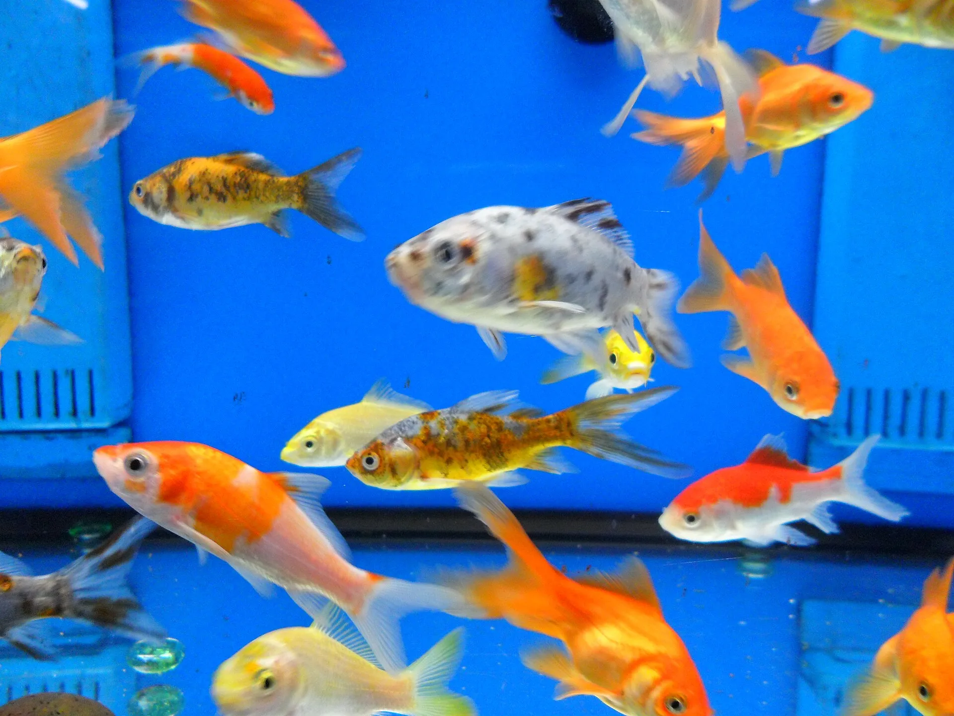 Goldfish in a home aquarium