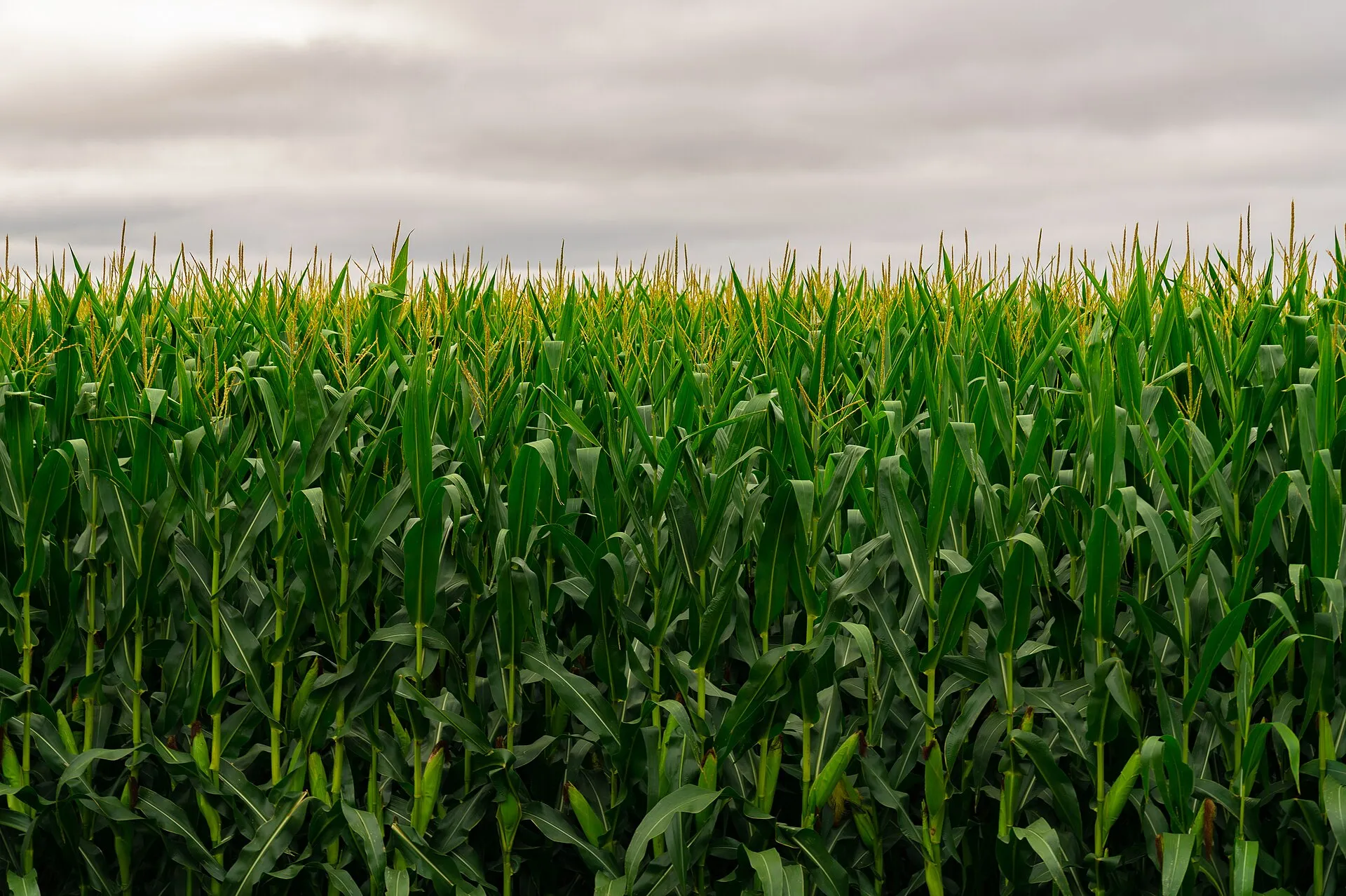 A green Minnesota corn field